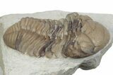 Kainops Trilobite - Black Cat Mountain, Oklahoma #362982-2